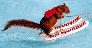 A water skiing squirrel makes a splash at a sports show